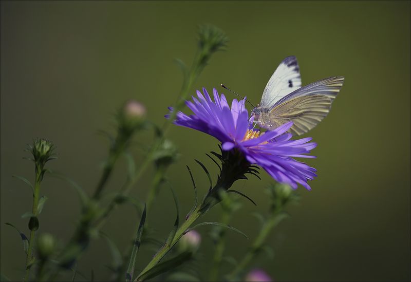бабочка Последние цветы и бабочки...photo preview