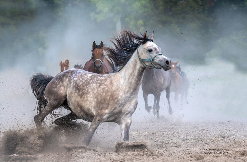 острый тормозphoto preview