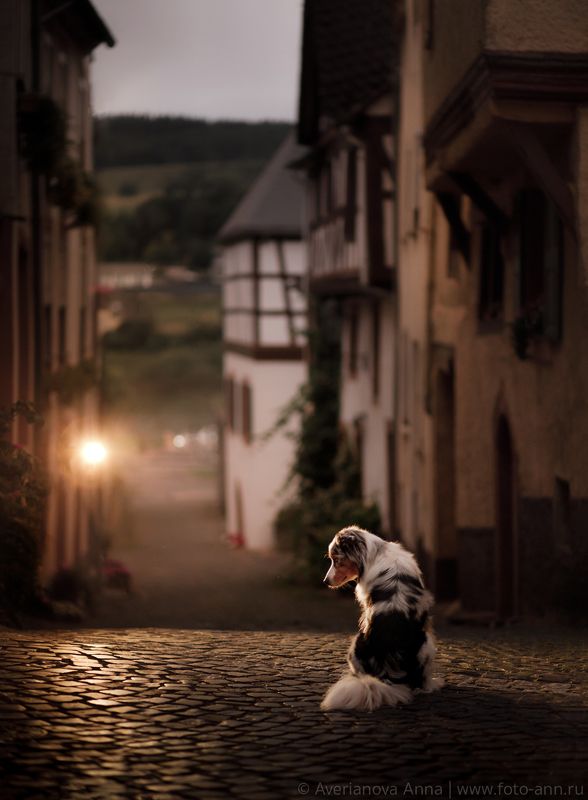 собака, город, вечер, путешествие , животные На улице вечернего городаphoto preview