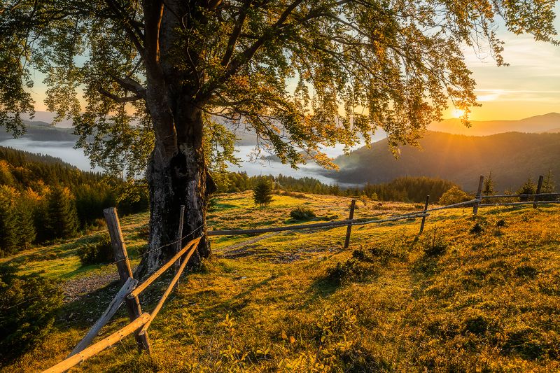 карпаты, горы, осень, туман Старый букphoto preview