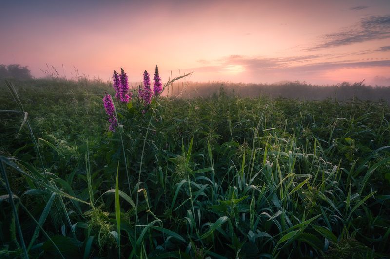 river sky wildflowers fog mist poland podlasie clouds dawn light outdoors Dawn over river Supraśl...photo preview