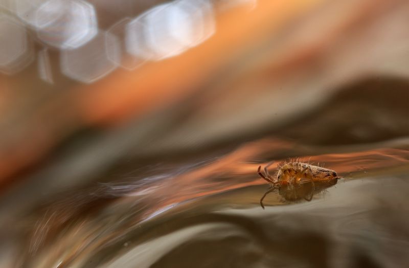 коллембола Осторожно, водопад!photo preview