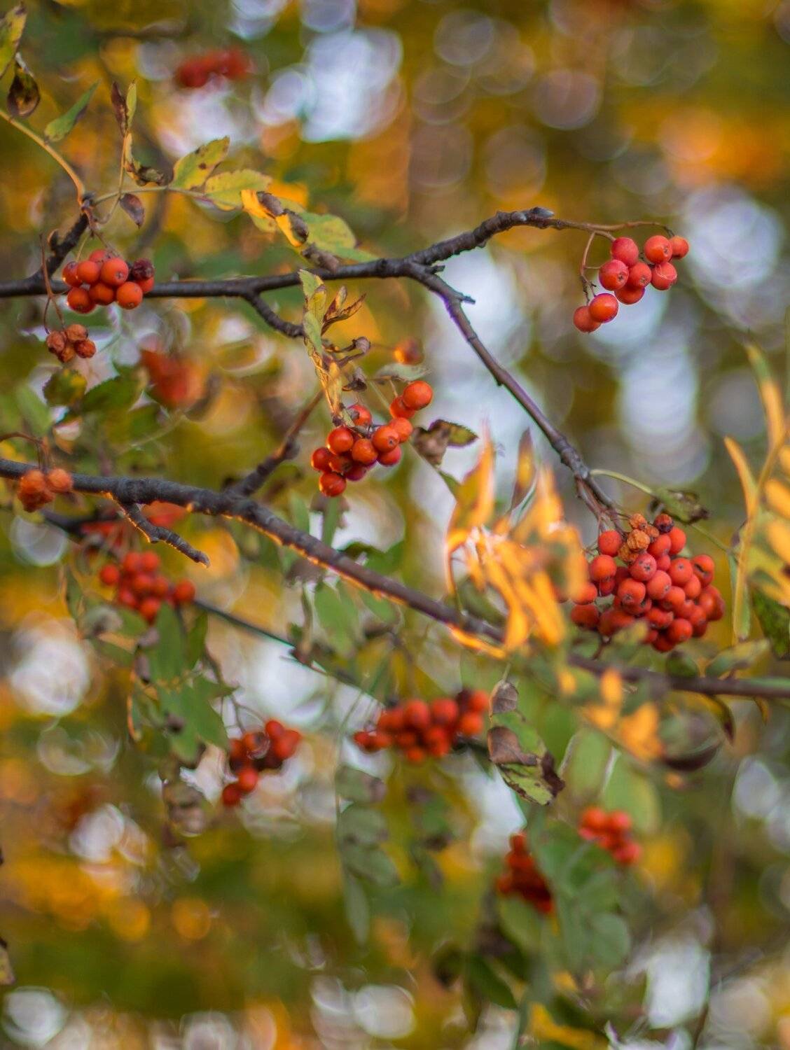 Рябина. Автор: Руслан Востриков рябина, Руслан Востриков