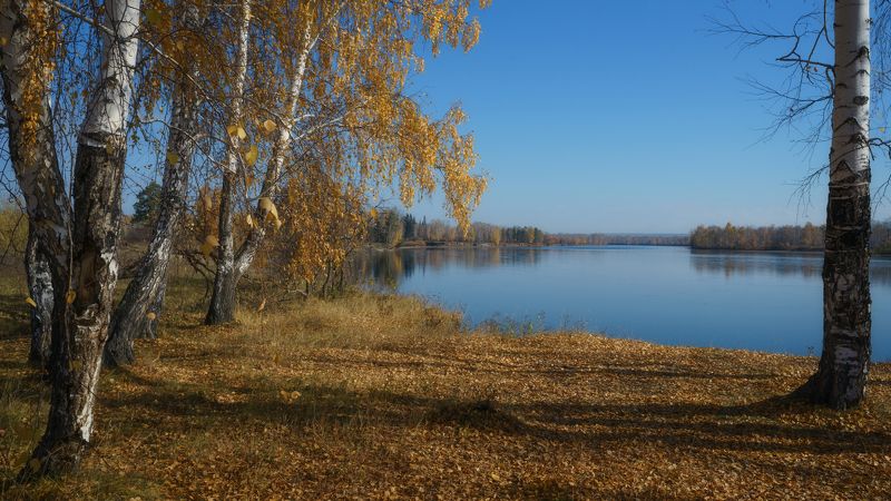 россия,осень,синее небо,река,берег реки,золото берёз, russia, autumn, blue sky, river, river bank, gold birch, Русь моя ...photo preview