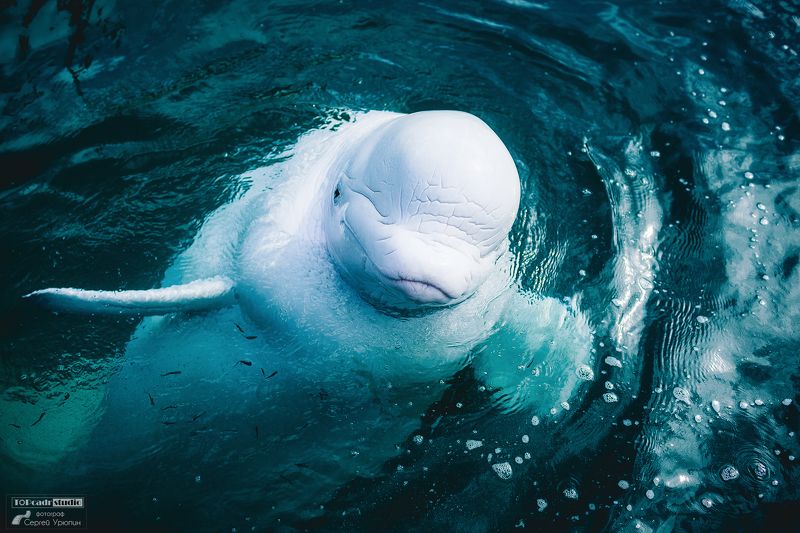 Белухаphoto preview