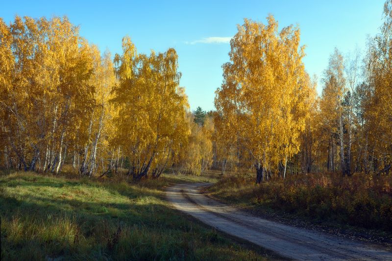 Россия,осень,золотые березы,лесная дорога,желтые листья,голубое небо,Russia, autumn, golden birches, forest road, yellow leaves, blue sky Сентябрьphoto preview
