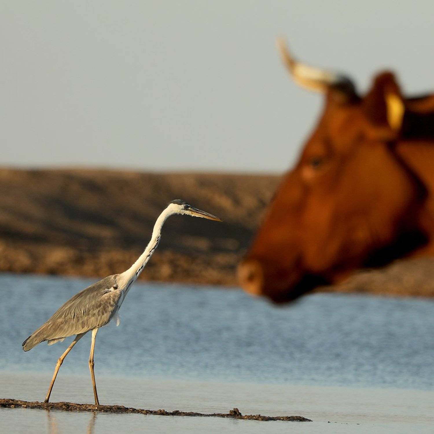 Автор: Иваненко Светлана , Иваненко Светлана