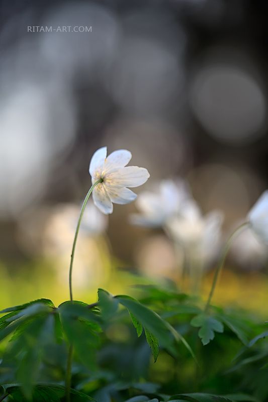 ветреница, ветреницы, цветок, цветы, весна, лес, парк, гатчина, гатчинский, боке, цветение, цвет, ритам, мельгунов, поэзия, поэтичный, вдохновение, санкт-петербург, россия, anemone, spring, flower, flowers, bokeh, forest, nature, inspiration, poetry, poet Белые грезы Весны / The White Dreams of Springphoto preview