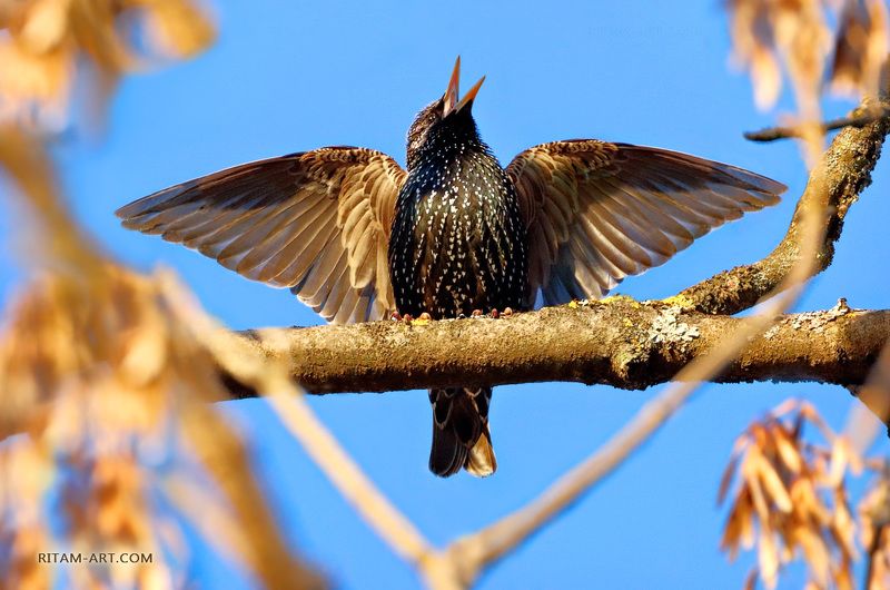 скворец, starling, скворцы, птица, птицы, bird, birds, singing, поющий, песня, пение, весна, spring, крылья, wings, ритам, мельгунов, ritam, melgunov, поэзия, стихи, poetry Весна - поет скворец / Spring - Starling singingphoto preview