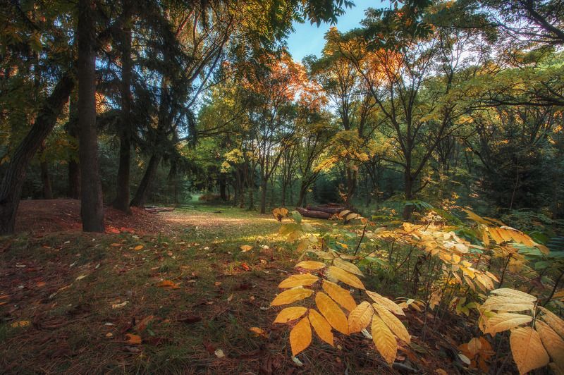 лес, осень, вечер, роща, минск, беларусь Таинственный лесphoto preview