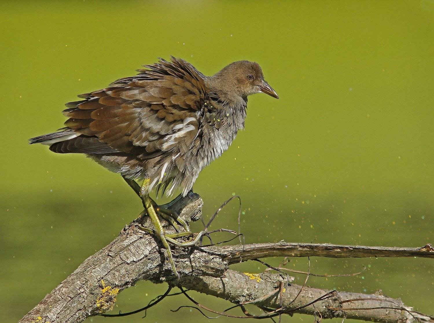 , Зоя Лаптева