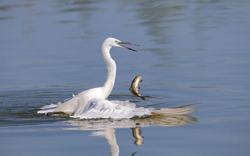 animals,birds,egret, fish, 7d, 600mm, животные,птицы,рыбаб цапля Танцы на водеphoto preview
