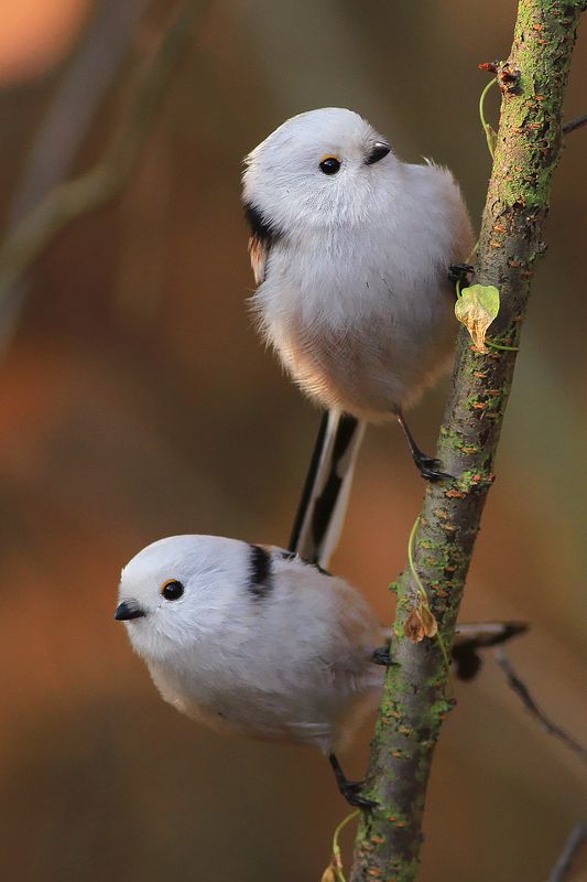 bird,wildlife,nature,forest,morning,color,beautiful,scene,songbird,birds,wild,beauty,autumn,sunlight Long-tailed titsphoto preview