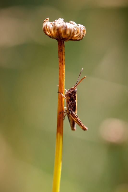 макро, кузнечик, насекомое, сухоцвет Под зонтикомphoto preview