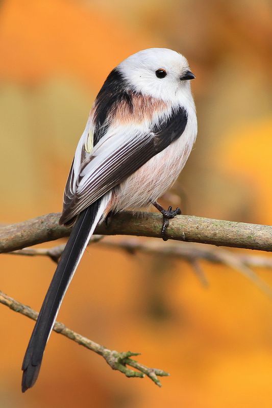 bird,wildlife,nature,forest,morning,color,beautiful,scene,songbird,birds,wild,beauty,autumn,sunlight Long-tailed titphoto preview