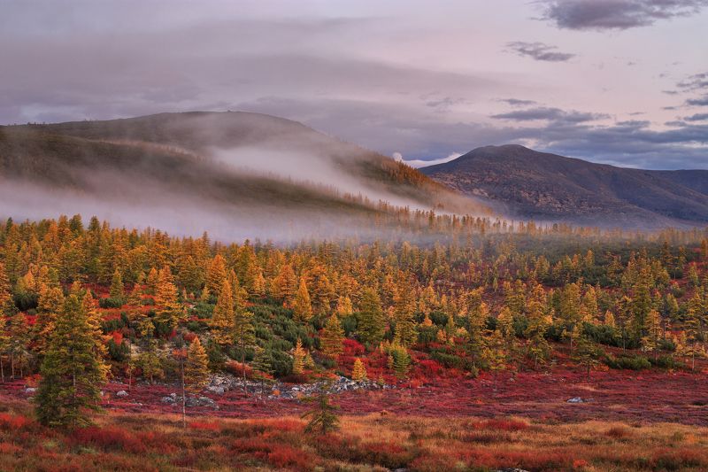 2018, россия, колыма, утро, краски, осень, горы, лиственницы, туман, тучи, деревья Осень на Колымеphoto preview