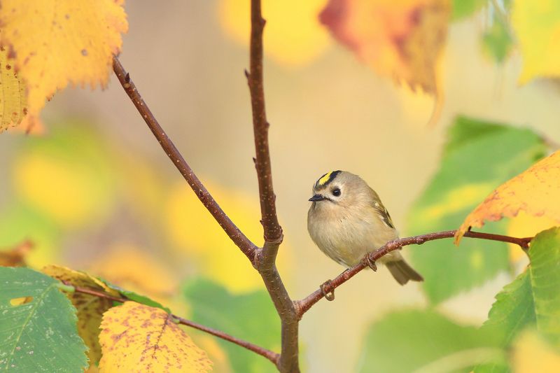 bird,autumn,tree,color,leaves,birds,beauty,colorful,scenery Bird from a fairy talephoto preview