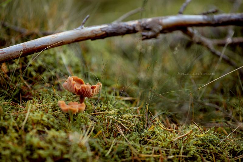 гриб лес пейзаж Житель лесаphoto preview