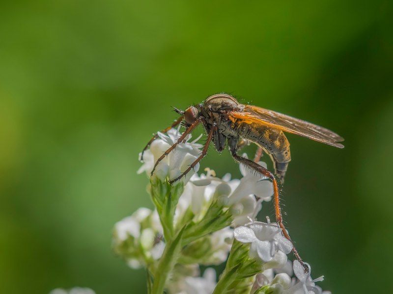 ещё один ктырьphoto preview