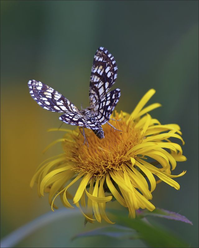 бабочка ***photo preview