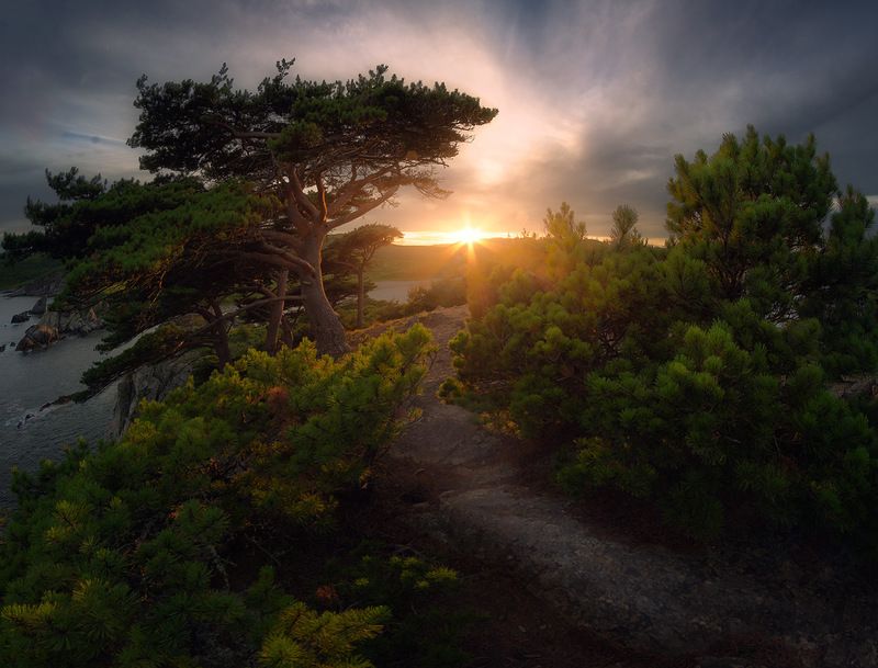 приморский край море солнце рассвет владивосток заповедник скалы Реликтовые сосныphoto preview