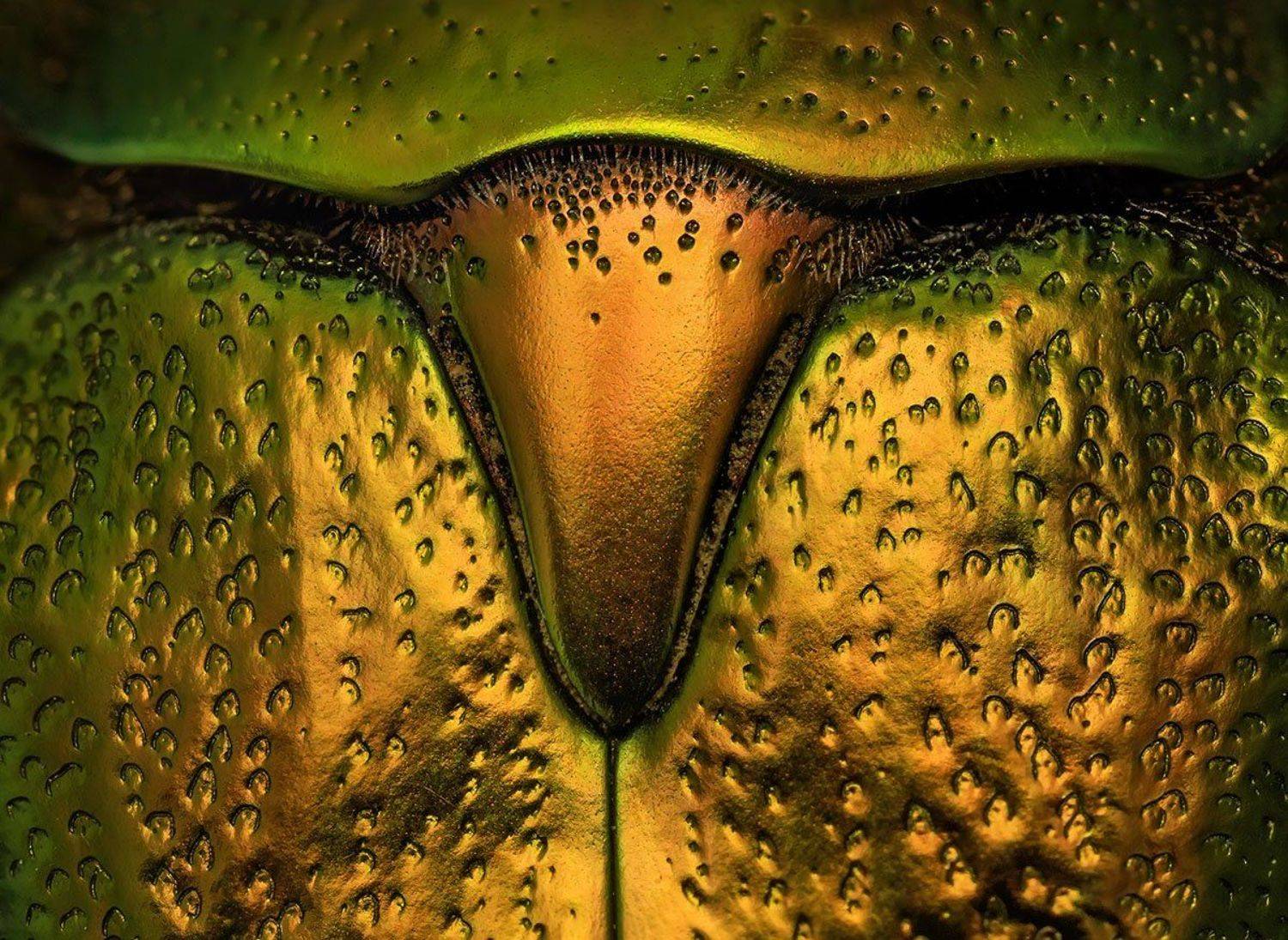 Золотой телец. Автор: Валерия Зверева , Валерия Зверева