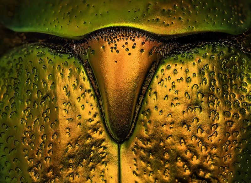 Золотой телецphoto preview