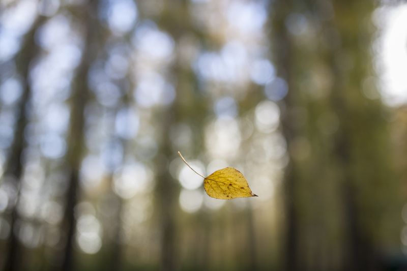 осень Осень пролетая...photo preview