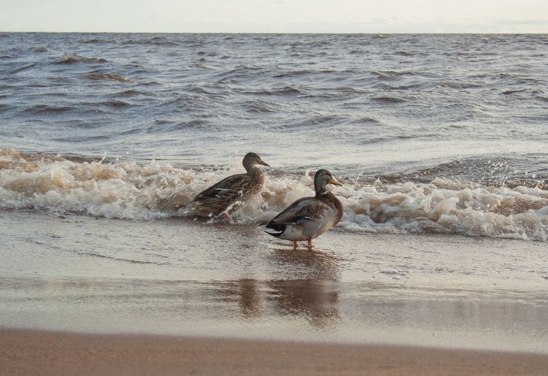 птицы, море, утки, вечер, балтика У моряphoto preview