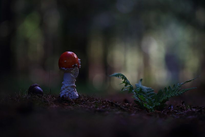 Гриб,лес,осень. Потерялась в темном лесу.photo preview