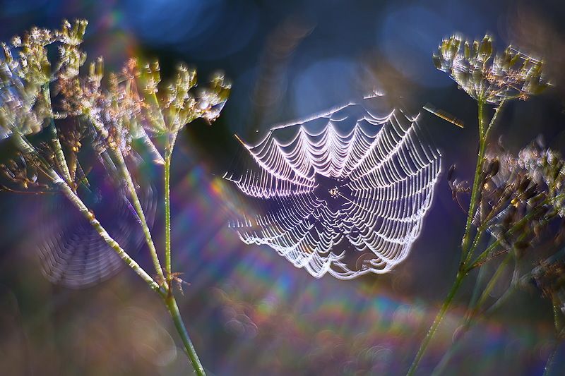 паутина, утро, макро, природа, роса, петцваль, боке Утро в голубомphoto preview