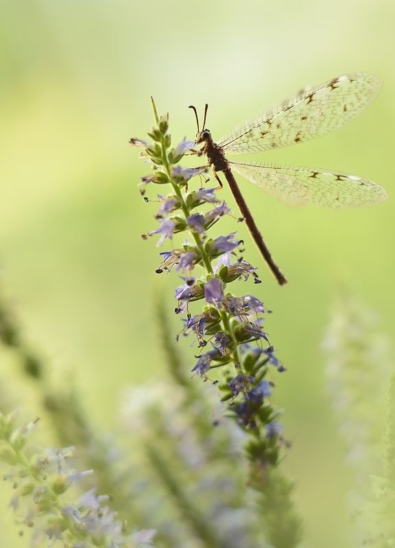 Mrówkolewphoto preview