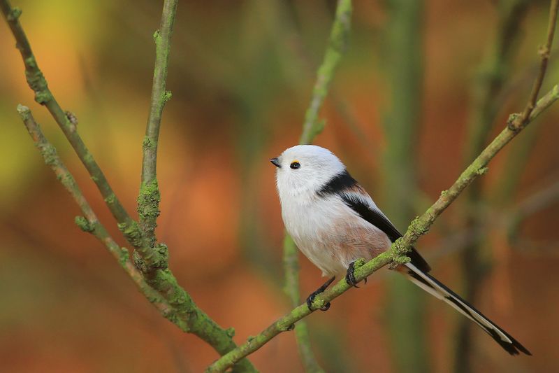 bird,autumn,color,trees,colorful,branch,birds,animal Long-tailed titphoto preview
