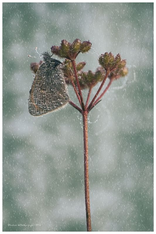 macro nature butterfly Stand in the Stormphoto preview