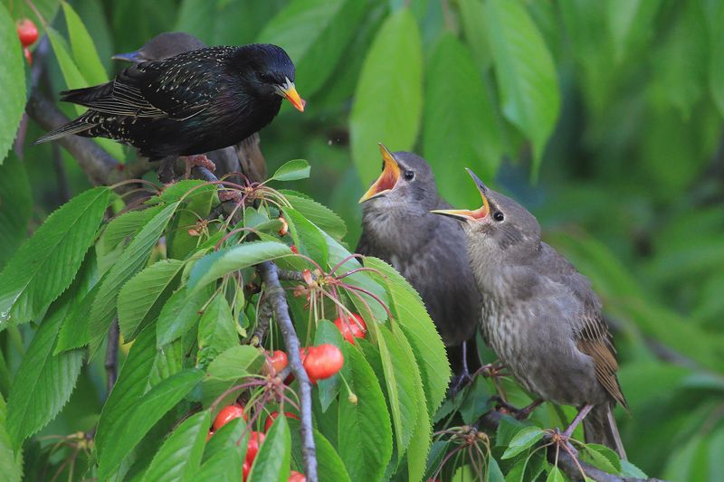 bird,wildlife,nature,dinner,tree,color,funny,scene,starling,birds,wild,beauty,green,cherry,eating,summer,garden Dinnerphoto preview