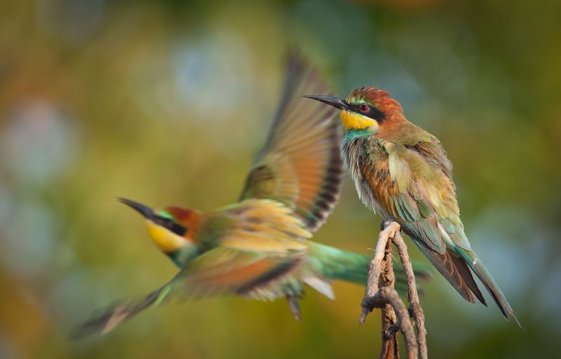 Щурята учатся летатьphoto preview