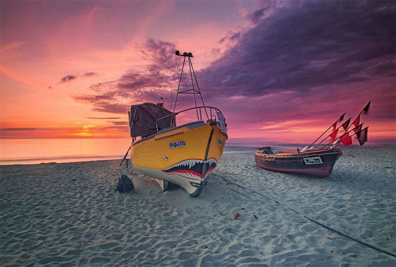 Shark on a leashphoto preview