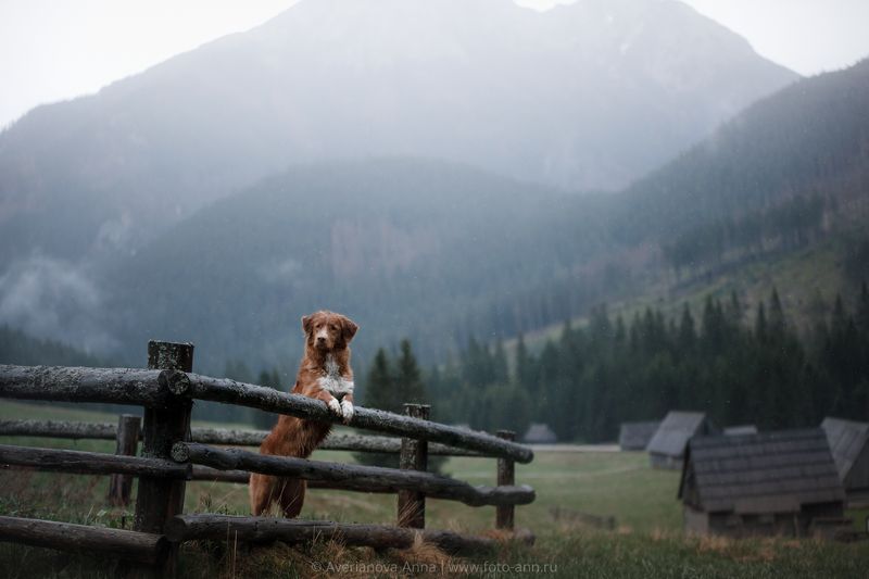 собака, природа, Польша, горы в долине Хохоловска photo preview