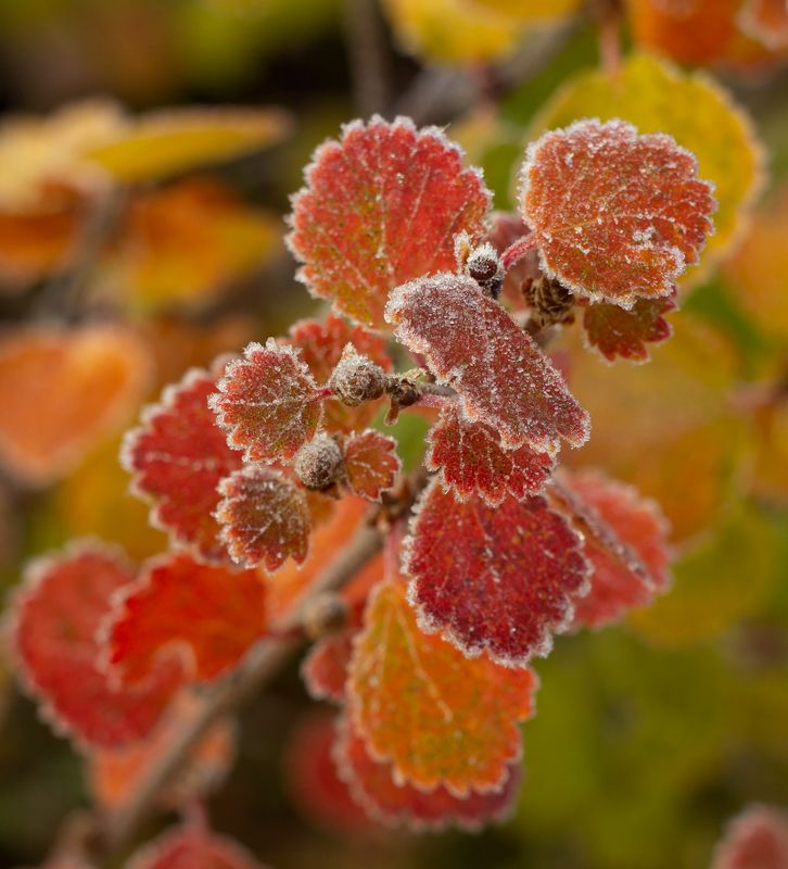 Иней.photo preview