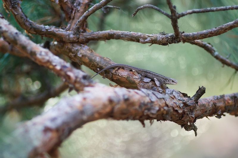 макро, ящерица, ель, лес ***photo preview