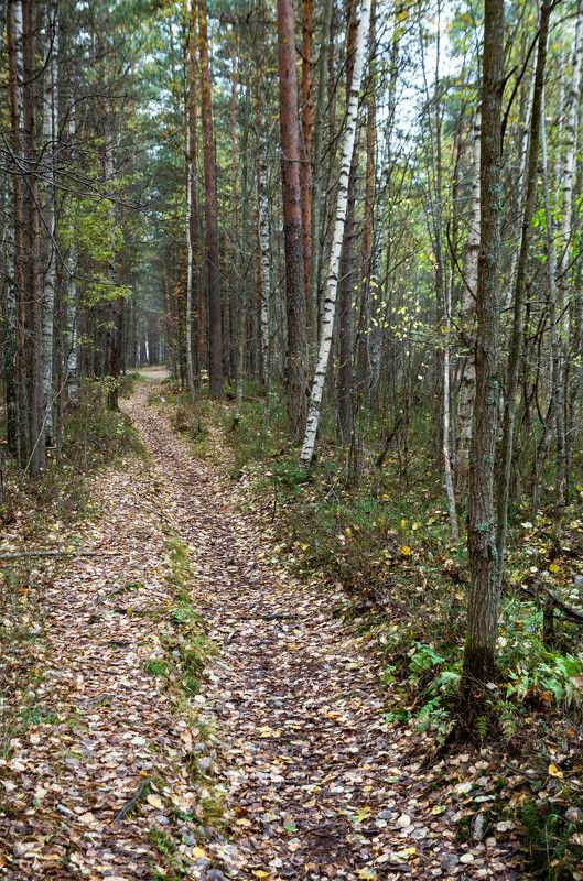 Просто осенний лесphoto preview