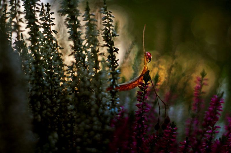 Ladybirdphoto preview