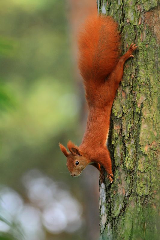 squirrel,wildlife,nature,tree,green,color,beautiful,scene,woods,scenery,autumn,pine,wild,beauty,forest,mammal,red Red Squirrelphoto preview