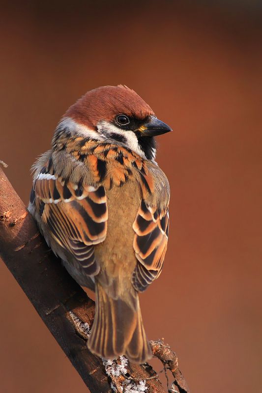 bird,wildlife,nature,afternoon,tree,color,scene,sparrow,birds,wild,beauty,winter,garden,background,scenery Tree Sparrowphoto preview
