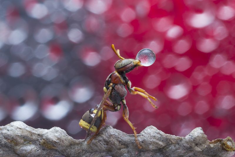 #macro#wasp#colors#waterbubbles#reflection Wasp Blowing Water Bubble 181008Aphoto preview