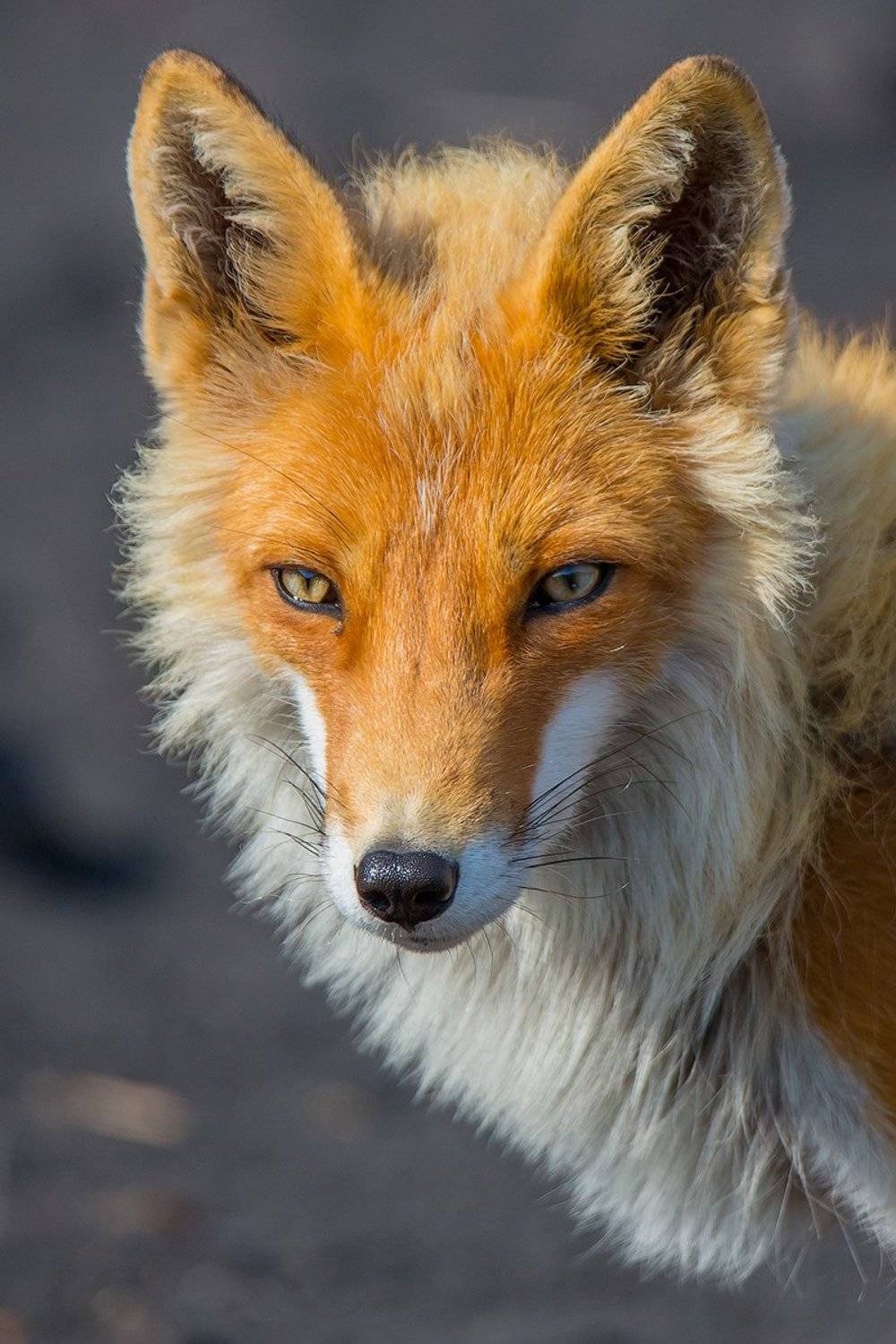 Аристократ. Автор: Денис Будьков камчатка, лиса, животные, путешествие, лето, вулкан, Денис Будьков