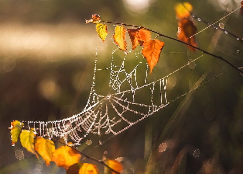 Прощай лето.photo preview