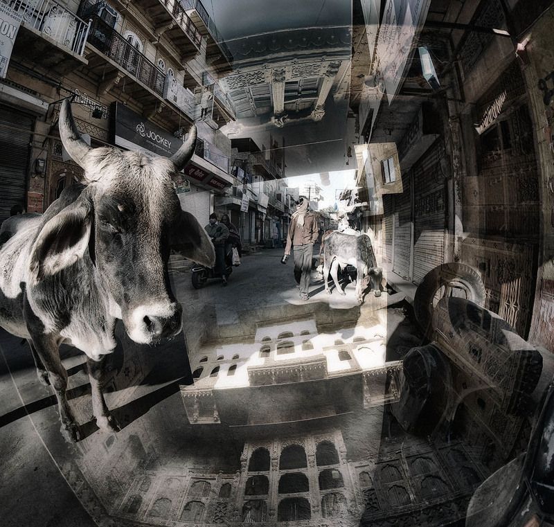 индия, раджастан, джайсалмер, хавеллы, улочки Про коровуphoto preview