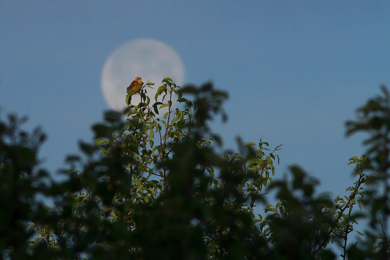 bird,moon,morning,forest,sky,blue,birds,scenery,beauty,perspective,beautiful,spring Guardian of the Moonphoto preview