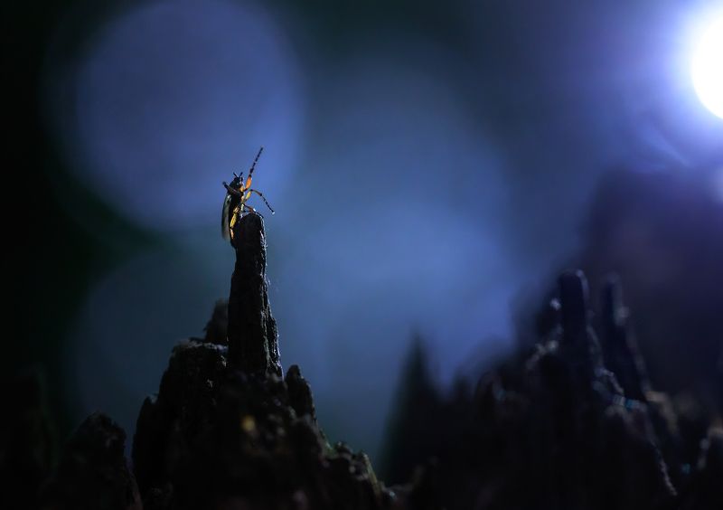 Статуя Свободыphoto preview